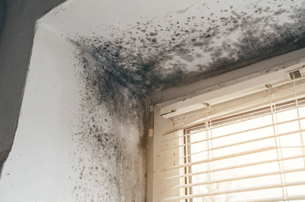 Affordable Mold Cleanup solutions in Curwensville, PA